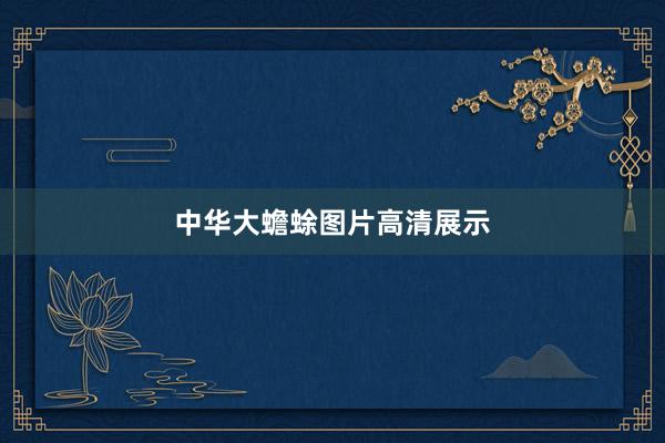 中华大蟾蜍图片高清展示